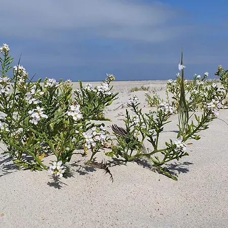 Vakantiehuis 4 Person In Nørre Nebel
